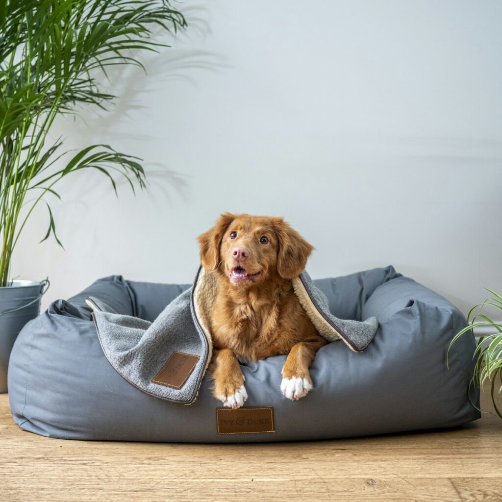 Plush bolster dog bed with a dog resting