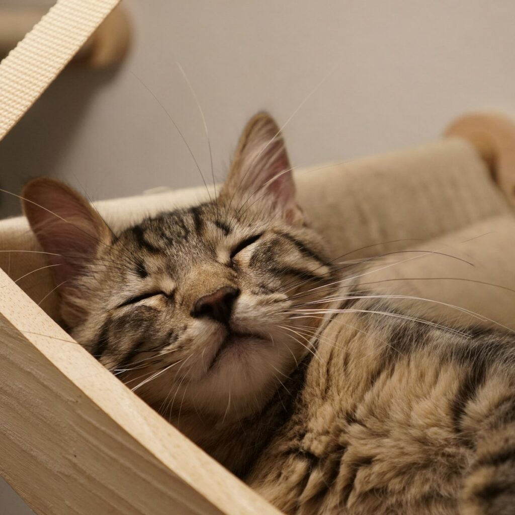 Wooden hanging cat hammock with a tabby cat