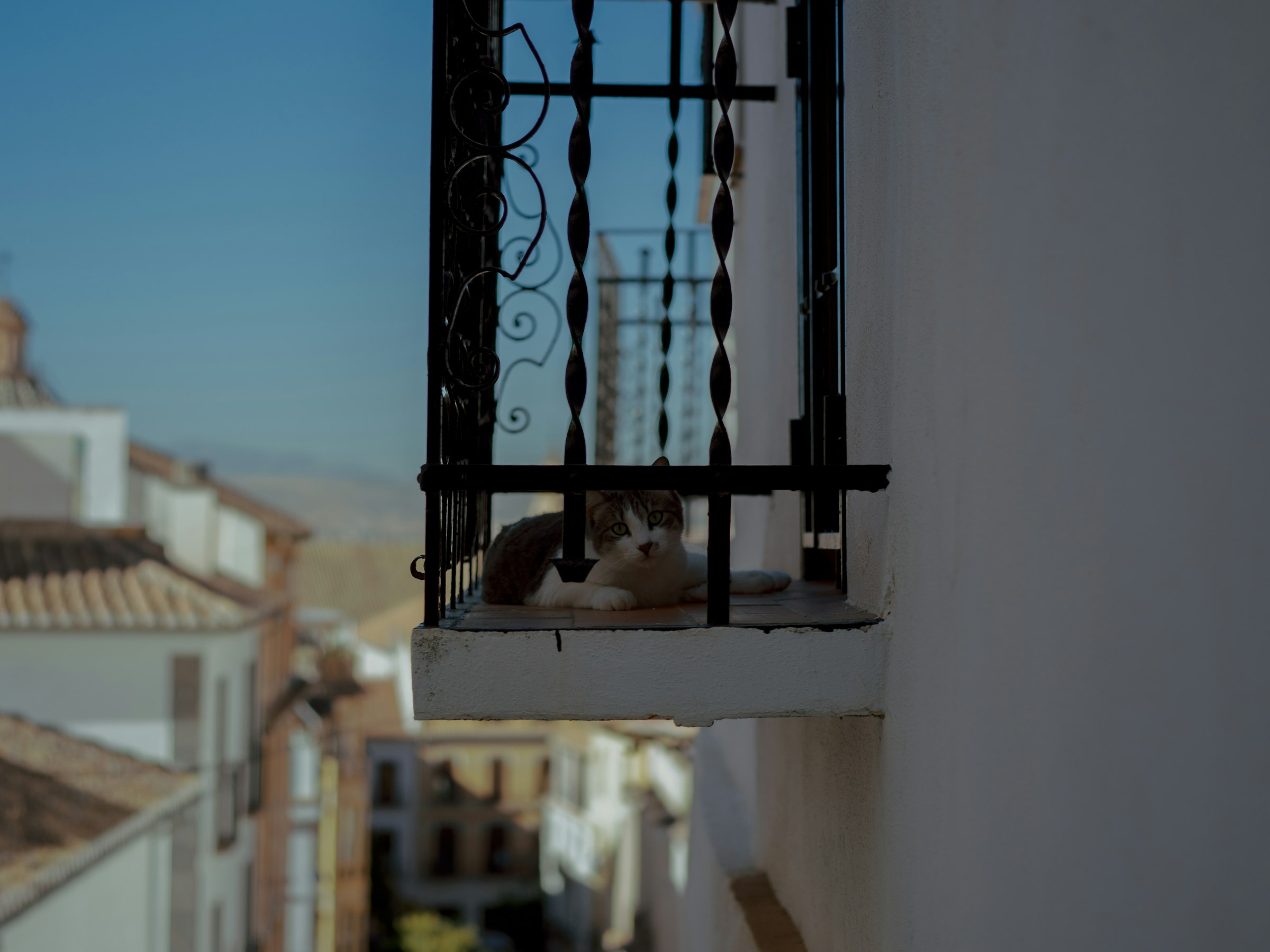 A tabby cat resting on a sunny balcony