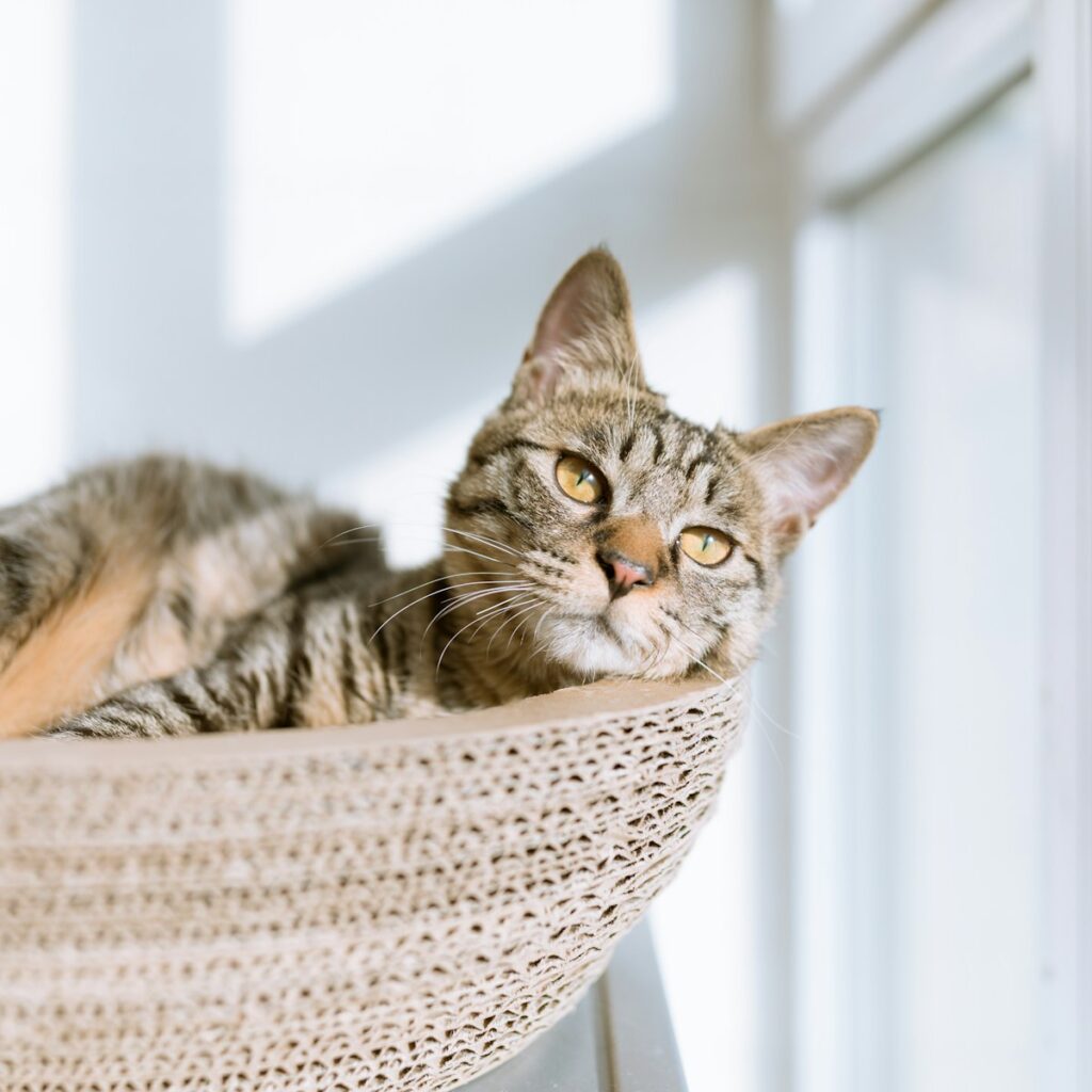 Woven cat lounger by a sunny window