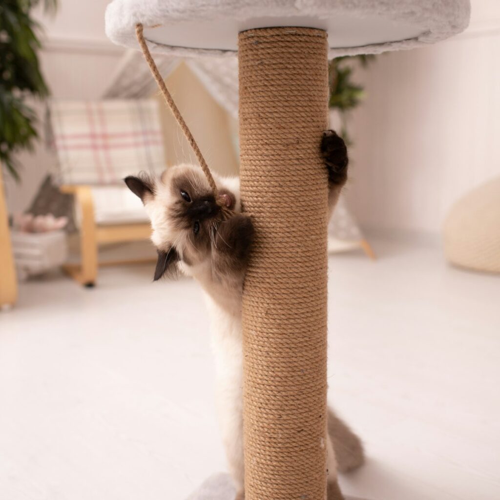 Cat playing with a sisal scratching post