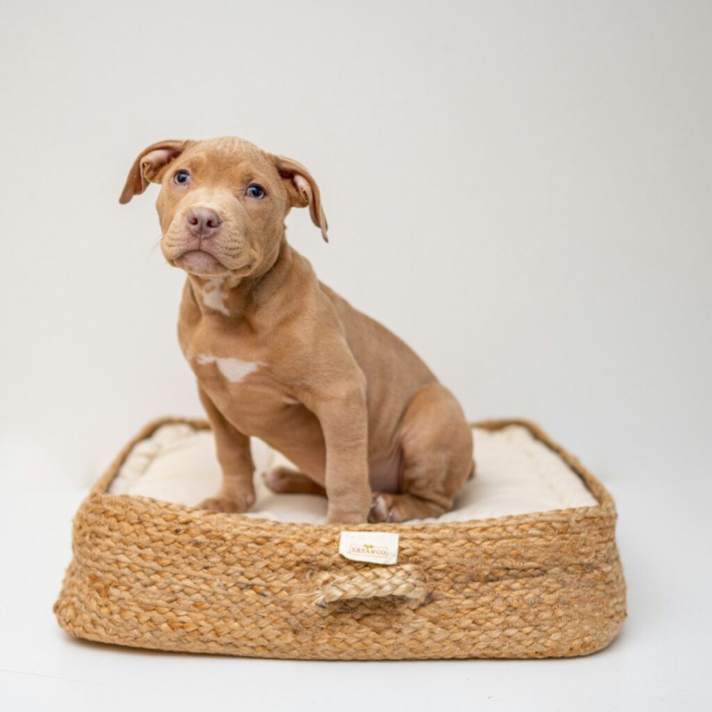Seagrass pet basket bed with a puppy