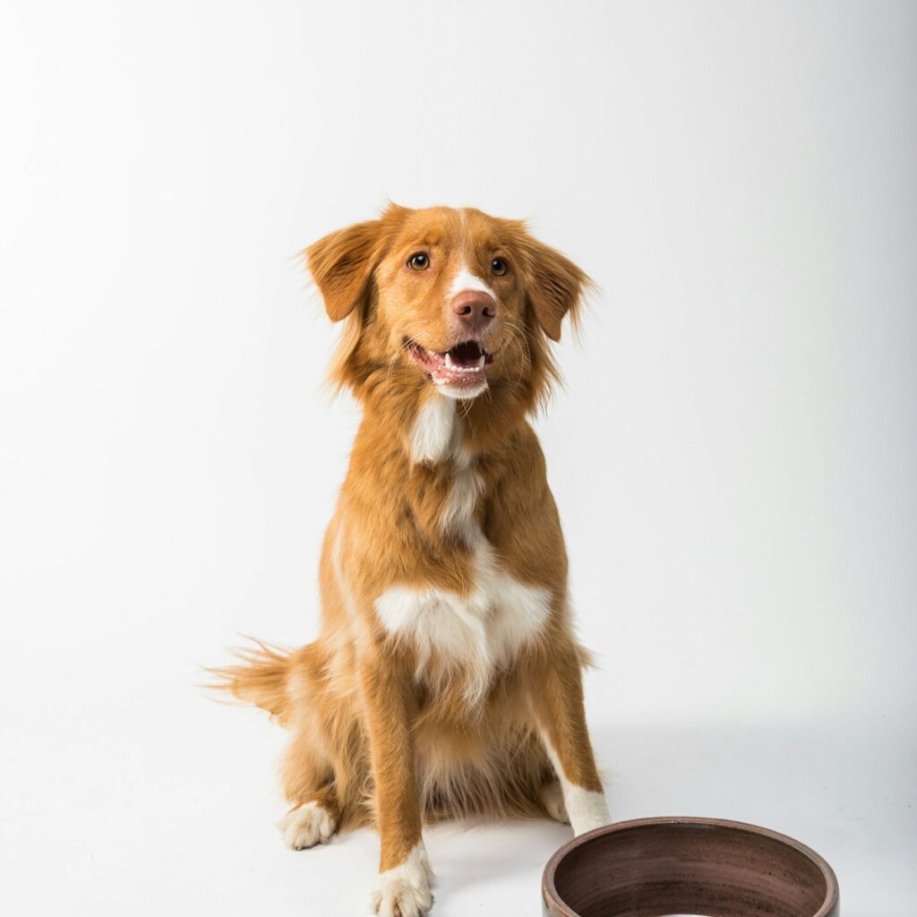 Stoneware pet bowl beside a dog