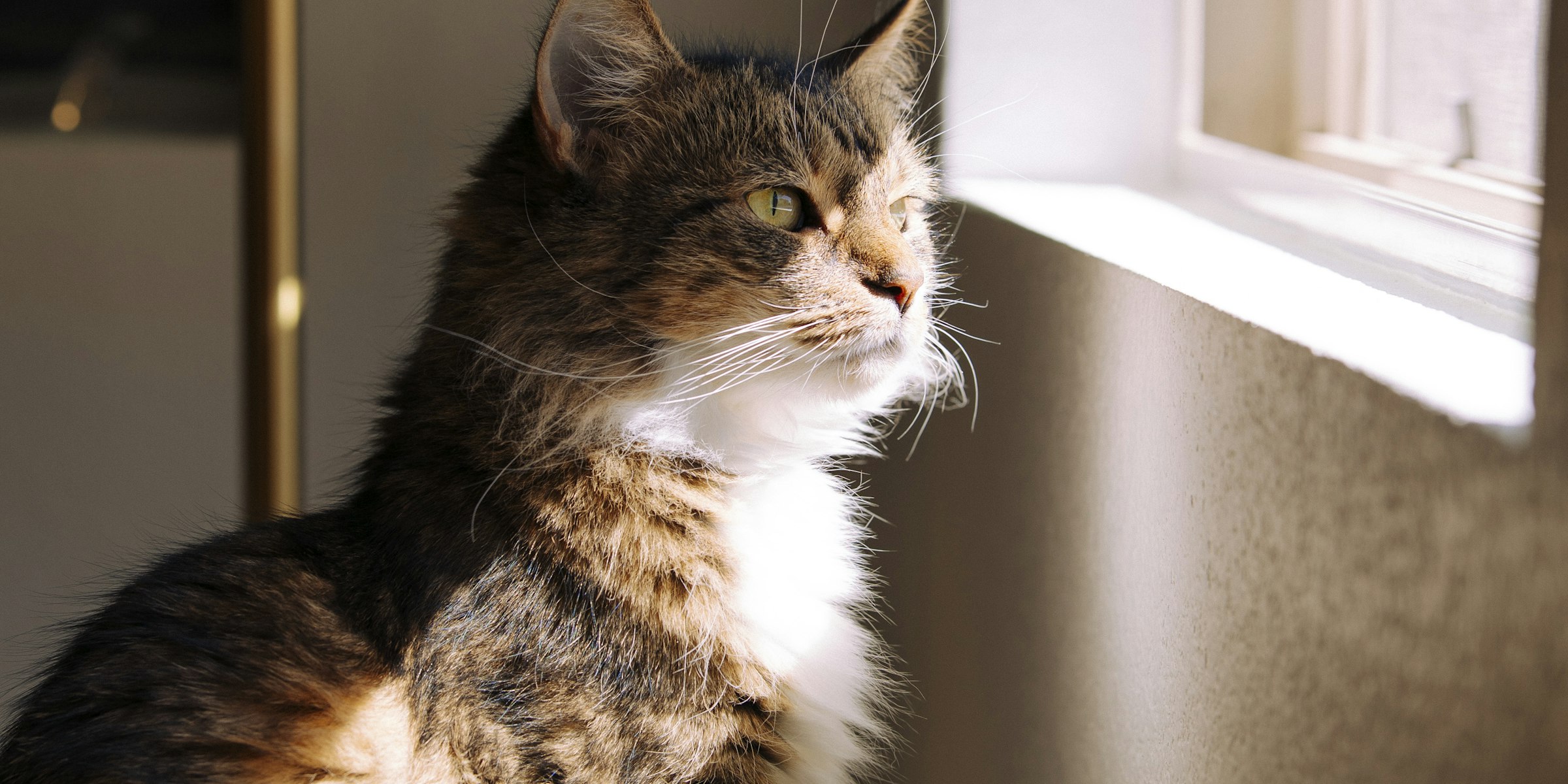 A cat sitting in the sun by a window