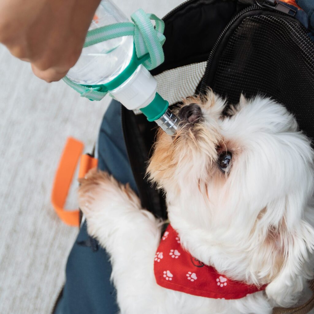 Dog drinking from a travel water bottle